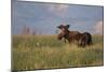 USA, Wyoming, Sublette County. Bull moose stands in tall grasses at evening light.-Elizabeth Boehm-Mounted Photographic Print