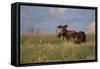 USA, Wyoming, Sublette County. Bull moose stands in tall grasses at evening light.-Elizabeth Boehm-Framed Stretched Canvas