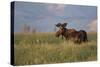 USA, Wyoming, Sublette County. Bull moose stands in tall grasses at evening light.-Elizabeth Boehm-Stretched Canvas