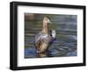 USA, Wyoming, Sublette County. Cinnamon Teal stretches its wings on a pond-Elizabeth Boehm-Framed Photographic Print