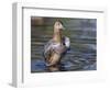 USA, Wyoming, Sublette County. Cinnamon Teal stretches its wings on a pond-Elizabeth Boehm-Framed Photographic Print