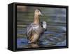 USA, Wyoming, Sublette County. Cinnamon Teal stretches its wings on a pond-Elizabeth Boehm-Framed Stretched Canvas