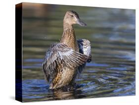 USA, Wyoming, Sublette County. Cinnamon Teal stretches its wings on a pond-Elizabeth Boehm-Stretched Canvas