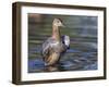 USA, Wyoming, Sublette County. Cinnamon Teal stretches its wings on a pond-Elizabeth Boehm-Framed Photographic Print