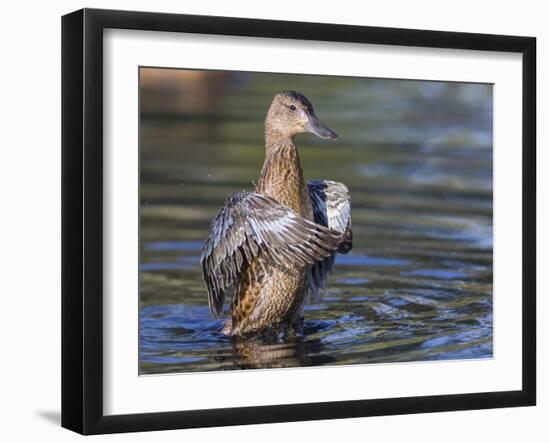 USA, Wyoming, Sublette County. Cinnamon Teal stretches its wings on a pond-Elizabeth Boehm-Framed Photographic Print