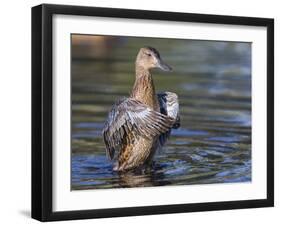 USA, Wyoming, Sublette County. Cinnamon Teal stretches its wings on a pond-Elizabeth Boehm-Framed Photographic Print