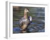 USA, Wyoming, Sublette County. Cinnamon Teal stretches its wings on a pond-Elizabeth Boehm-Framed Photographic Print