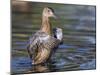 USA, Wyoming, Sublette County. Cinnamon Teal stretches its wings on a pond-Elizabeth Boehm-Mounted Photographic Print