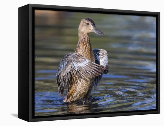 USA, Wyoming, Sublette County. Cinnamon Teal stretches its wings on a pond-Elizabeth Boehm-Framed Stretched Canvas