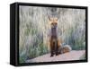 USA, Wyoming, Sublette County. Female red fox sitting at her den site.-Elizabeth Boehm-Framed Stretched Canvas