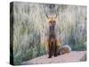 USA, Wyoming, Sublette County. Female red fox sitting at her den site.-Elizabeth Boehm-Stretched Canvas