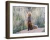 USA, Wyoming, Sublette County. Female red fox sitting at her den site.-Elizabeth Boehm-Framed Photographic Print