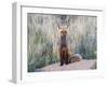 USA, Wyoming, Sublette County. Female red fox sitting at her den site.-Elizabeth Boehm-Framed Photographic Print