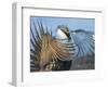 USA, Wyoming, Sublette County. Greater Sage Grouse male stretching his wings.-Elizabeth Boehm-Framed Photographic Print