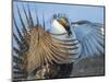 USA, Wyoming, Sublette County. Greater Sage Grouse male stretching his wings.-Elizabeth Boehm-Mounted Photographic Print