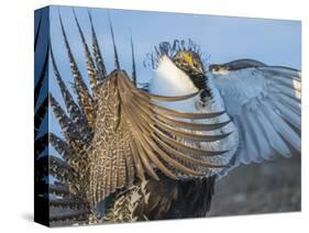 USA, Wyoming, Sublette County. Greater Sage Grouse male stretching his wings.-Elizabeth Boehm-Stretched Canvas