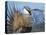 USA, Wyoming, Sublette County. Greater Sage Grouse male stretching his wings.-Elizabeth Boehm-Stretched Canvas