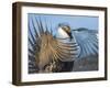 USA, Wyoming, Sublette County. Greater Sage Grouse male stretching his wings.-Elizabeth Boehm-Framed Photographic Print
