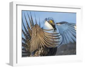 USA, Wyoming, Sublette County. Greater Sage Grouse male stretching his wings.-Elizabeth Boehm-Framed Photographic Print