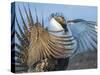 USA, Wyoming, Sublette County. Greater Sage Grouse male stretching his wings.-Elizabeth Boehm-Stretched Canvas