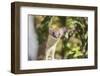 USA, Wyoming, Sublette County, Long-Tailed Weasel-Elizabeth Boehm-Framed Photographic Print