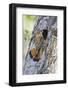 USA, Wyoming, Sublette County, Male American Kestrel at Nest Cavity-Elizabeth Boehm-Framed Photographic Print