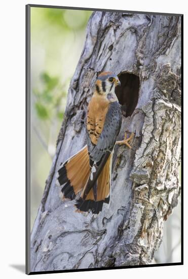 USA, Wyoming, Sublette County, Male American Kestrel at Nest Cavity-Elizabeth Boehm-Mounted Photographic Print