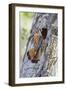 USA, Wyoming, Sublette County, Male American Kestrel at Nest Cavity-Elizabeth Boehm-Framed Photographic Print