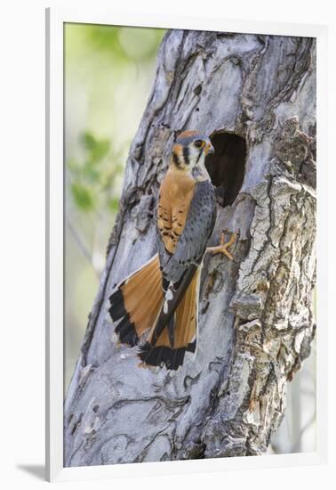 USA, Wyoming, Sublette County, Male American Kestrel at Nest Cavity-Elizabeth Boehm-Framed Photographic Print