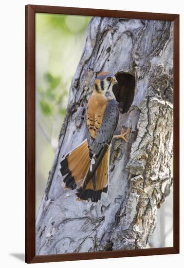 USA, Wyoming, Sublette County, Male American Kestrel at Nest Cavity-Elizabeth Boehm-Framed Photographic Print