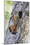 USA, Wyoming, Sublette County, Male American Kestrel at Nest Cavity-Elizabeth Boehm-Mounted Photographic Print