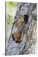 USA, Wyoming, Sublette County, Male American Kestrel at Nest Cavity-Elizabeth Boehm-Stretched Canvas