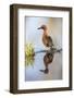 USA, Wyoming, Sublette County, Male Cinnamon Teal Reflected in Pond-Elizabeth Boehm-Framed Photographic Print