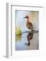 USA, Wyoming, Sublette County, Male Cinnamon Teal Reflected in Pond-Elizabeth Boehm-Framed Photographic Print