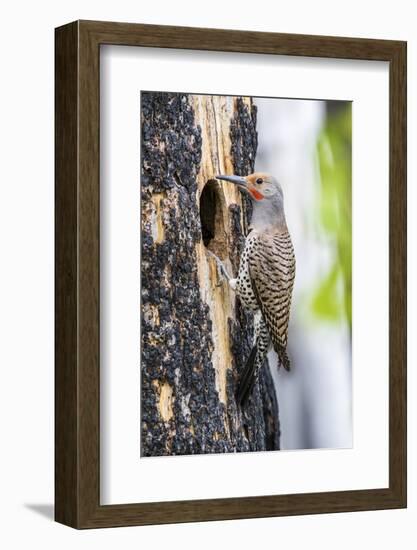 USA, Wyoming, Sublette County. Male Northern Flicker sitting at the entrance to it's cavity nest.-Elizabeth Boehm-Framed Photographic Print