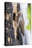 USA, Wyoming, Sublette County. Male Northern Flicker sitting at the entrance to it's cavity nest.-Elizabeth Boehm-Stretched Canvas