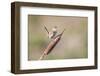 USA, Wyoming, Sublette County, Marsh Wren Singing on Cattail Stalk-Elizabeth Boehm-Framed Photographic Print