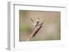 USA, Wyoming, Sublette County, Marsh Wren Singing on Cattail Stalk-Elizabeth Boehm-Framed Photographic Print