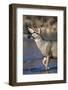 USA, Wyoming, Sublette County, Mule Deer Buck Crossing River-Elizabeth Boehm-Framed Photographic Print