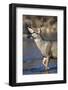 USA, Wyoming, Sublette County, Mule Deer Buck Crossing River-Elizabeth Boehm-Framed Photographic Print