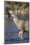 USA, Wyoming, Sublette County, Mule Deer Buck Crossing River-Elizabeth Boehm-Mounted Photographic Print