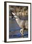 USA, Wyoming, Sublette County, Mule Deer Buck Crossing River-Elizabeth Boehm-Framed Photographic Print