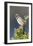 USA, Wyoming, Sublette County. Pinedale, Green-tailed Towhee perched on a juniper branch in the.-Elizabeth Boehm-Framed Photographic Print