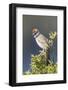 USA, Wyoming, Sublette County. Pinedale, Green-tailed Towhee perched on a juniper branch in the.-Elizabeth Boehm-Framed Photographic Print