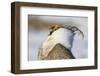 USA, Wyoming, Sublette County. Portrait of a male Greater Sage Grouse displaying-Elizabeth Boehm-Framed Photographic Print