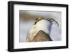 USA, Wyoming, Sublette County. Portrait of a male Greater Sage Grouse displaying-Elizabeth Boehm-Framed Photographic Print