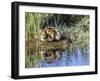 USA, Wyoming, Sublette County. Two ducklings sit on the edge of an island taking a nap.-Elizabeth Boehm-Framed Photographic Print