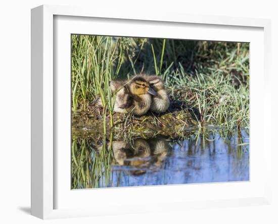 USA, Wyoming, Sublette County. Two ducklings sit on the edge of an island taking a nap.-Elizabeth Boehm-Framed Photographic Print