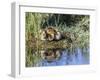 USA, Wyoming, Sublette County. Two ducklings sit on the edge of an island taking a nap.-Elizabeth Boehm-Framed Photographic Print