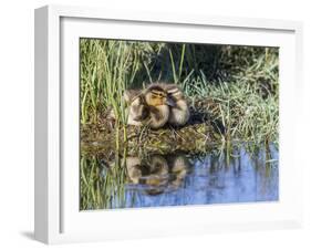USA, Wyoming, Sublette County. Two ducklings sit on the edge of an island taking a nap.-Elizabeth Boehm-Framed Photographic Print